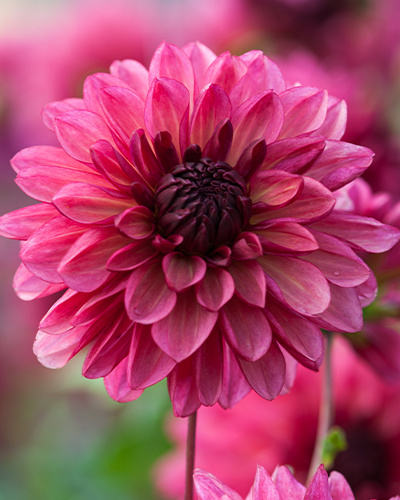 DAHLIA BACARDI 10 kusov Novinka